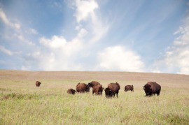 Great Plains