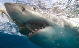 great white shark