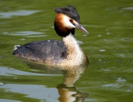 grebe