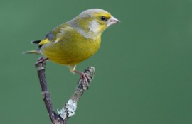 greenfinch