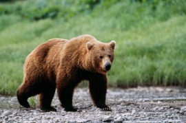 grizzly bear