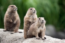 groundhog