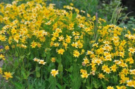 groundsel
