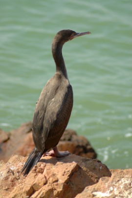 guanay