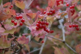 guelder rose