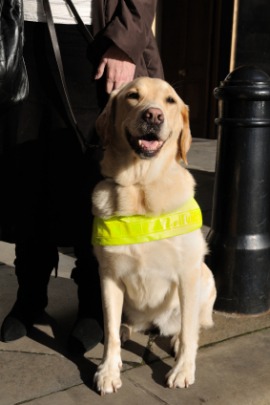 guide dog