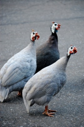 guinea hen