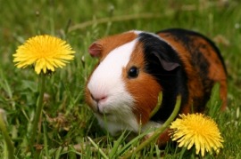 guinea pig