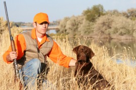 gun dog