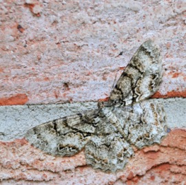 gypsy moth
