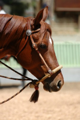 hackamore