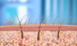 hair follicle