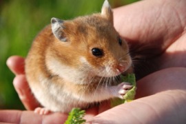 hamster