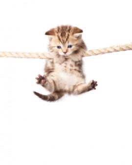 hanging
