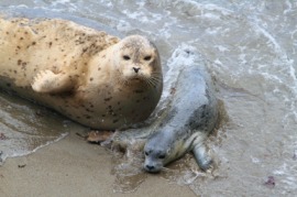 harbor seal
