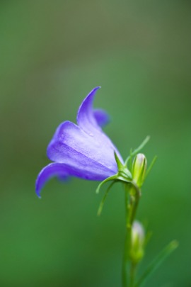 harebell