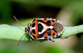harlequin bug