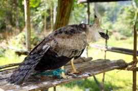 harpy eagle