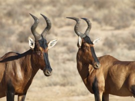 hartebeest