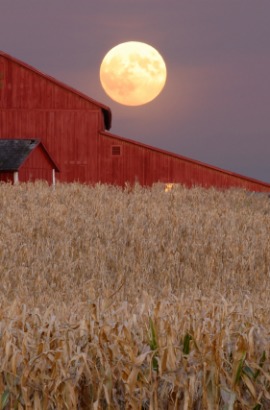 harvest moon