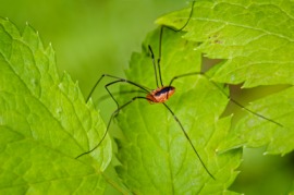 harvestman