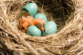 hatchling