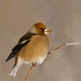 hawfinch