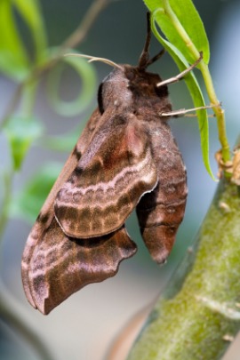 hawk moth
