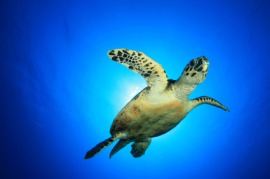 hawksbill