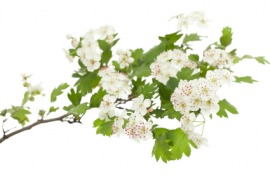 hawthorn