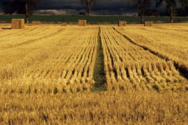 hayfield