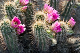 hedgehog cactus