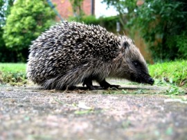 hedgehog