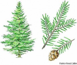 hemlock