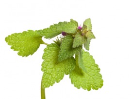 hemp nettle