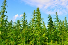 hemp