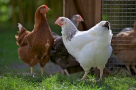 hen
