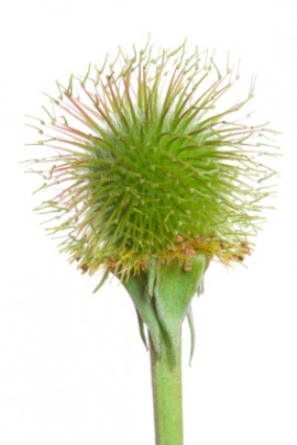 herb bennet