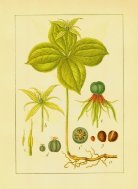 herb Paris