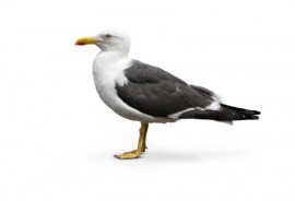 herring gull
