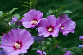 hibiscus
