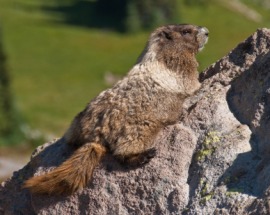 hoary marmot