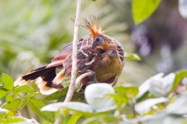 hoatzin