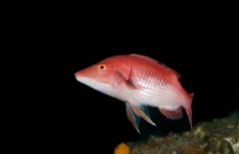 hogfish