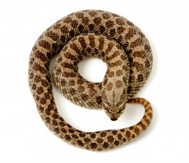 hognose snake