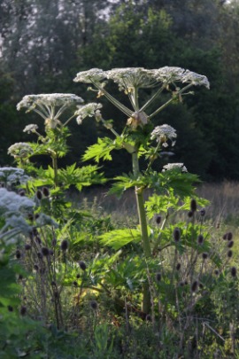 hogweed