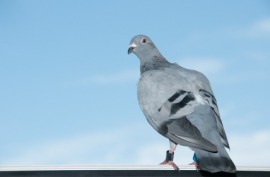 homing pigeon