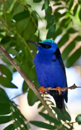 honeycreeper