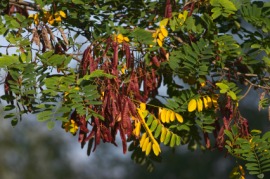 honeylocust