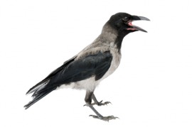 hooded crow
